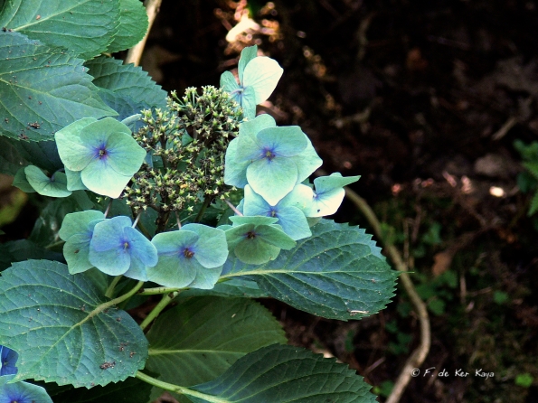 Bois des Moutiers  (77) Summer 2012